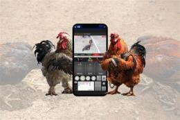 ảnh chụp màn hình app cược đá gà