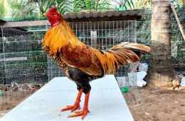 ảnh chụp màn hình bán gà đá bến tre vừa cặp