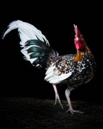 ảnh chụp màn hình bán gà đá brvt