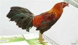 ảnh chụp màn hình bán gà nòi đá cựa