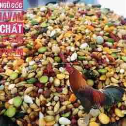 ảnh chụp màn hình bán ngũ cốc cho gà đá
