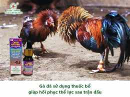 ảnh chụp màn hình các loại thuốc bổ cho gà đá