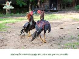 ảnh chụp màn hình cách chăm sóc gà chọi trước khi đá