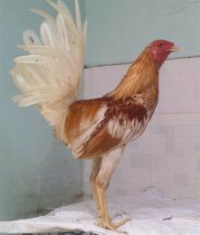 ảnh chụp màn hình cách chăm sóc gà mới đá về