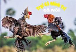 ảnh chụp màn hình cách chọn gà nòi đá hay