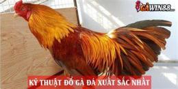 ảnh chụp màn hình cách đổ gà đá cựa hay