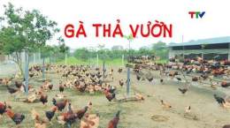 ảnh chụp màn hình cách nuôi gà đá con