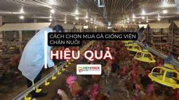 ảnh chụp màn hình cách nuôi gà đá hiệu quả