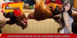 ảnh chụp màn hình cach nuoi ga tre da sung
