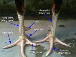 ảnh chụp màn hình cách xem tướng gà đá
