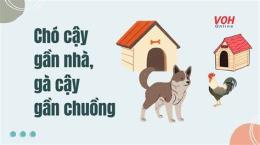 ảnh chụp màn hình câu thành ngữ chó ăn đá gà ăn sỏi