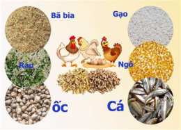 ảnh chụp màn hình chế độ dinh dưỡng cho gà đá