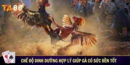 ảnh chụp màn hình chế độ nuôi gà đá cựa sắt