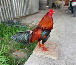 ảnh chụp màn hình chợ tốt, gà đá quận 1