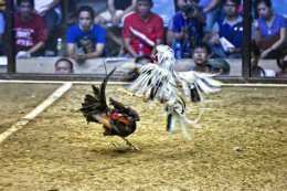 ảnh chụp màn hình chọi gà đá