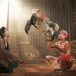 ảnh chụp màn hình chương gà chọi đá gà
