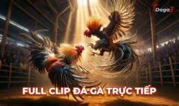 ảnh chụp màn hình clip gà đá thomo