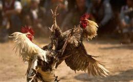 ảnh chụp màn hình coi đá gà mang thomo