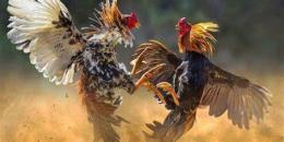 ảnh chụp màn hình coi ngay da ga tot xau