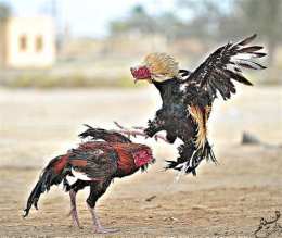 ảnh chụp màn hình con gà đá nhau