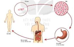 ảnh chụp màn hình con gà là cấp độ tổ chức nào của cơ thể đa bào