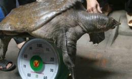 ảnh chụp màn hình con gì thịt gà da trâu đầu rắn
