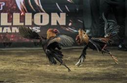 ảnh chụp màn hình đá gà 28 tháng 2