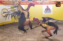 ảnh chụp màn hình đá gà 88.com thomo