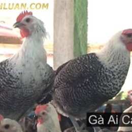 bán gà ai cập tại đà nẵng