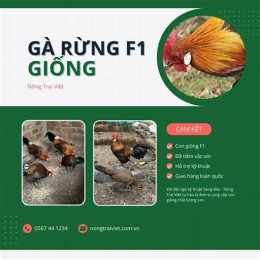 ban ga da cho tot