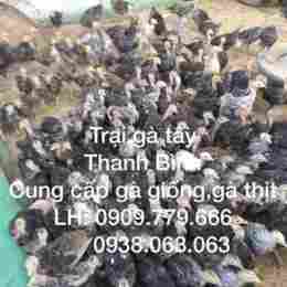 bán gà tây giống tại đà nẵng