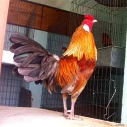 bán gà tre đá tiền lớn