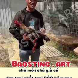 baosting da ga hom nay