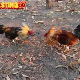 baosting da ga moi nhat