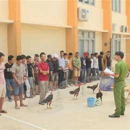 bắt đá gà ở võ văn kiệt