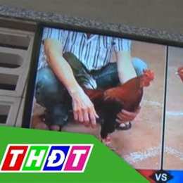 bắt đá gà tại bến tre