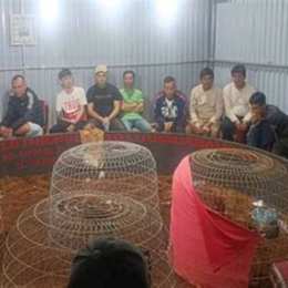 bắt tụ điểm đá gà