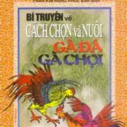 bí truyền về cách chọn và nuôi gà đá gà chọi