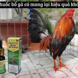 bổ gà đá