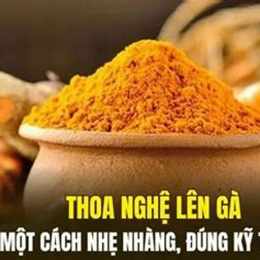 bôi nghệ cho gà đá