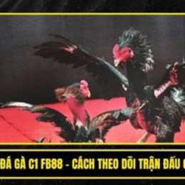 c1 22/2 đá gà