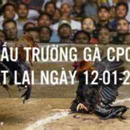 c2 đá gà hôm qua