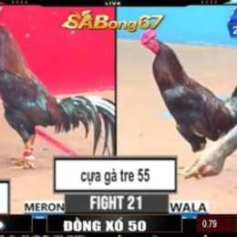 c3 trận 21 ngày 12 12 đá gà