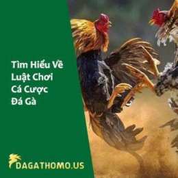 cá cược đá gà là gì