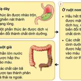 các hình thức tiêu hóa trong dạ dày cơ của gà