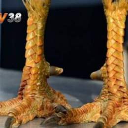 các loại vảy gà đá