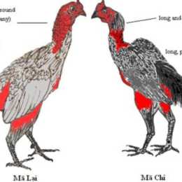 các thế đá gà chọi