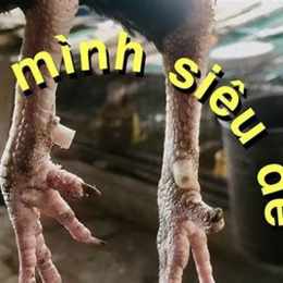 cách cắt cựa gà đá