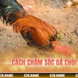 cách chăm sóc gà chọi chuẩn bị đá