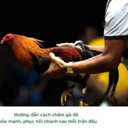 cách chăm sóc gà chọi trước khi đá